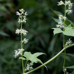 Echinocystis lobata (wild cucumber)